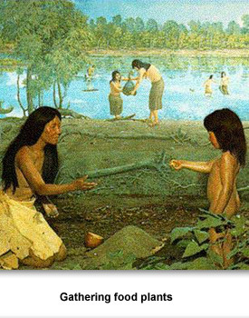 Archaic Indians 02 Gathering food plants